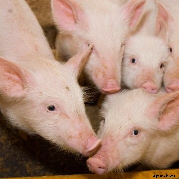 A group of piglets in a barn.