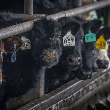 Cattle eating at a feedbunk.