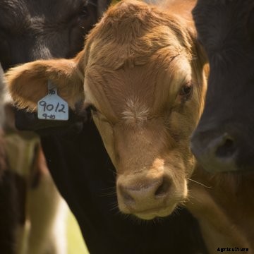 A close-up of a red cow.