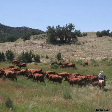 Cowboy hearding cattle through pasture at Beatty Canyon Ranch in southeast Colorado