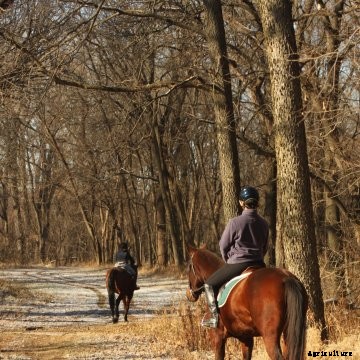 Horses on trail