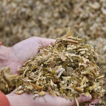 Forage in a farmer's hands.