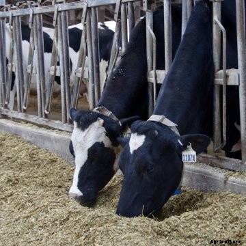 Dairy cows feeding on forage.