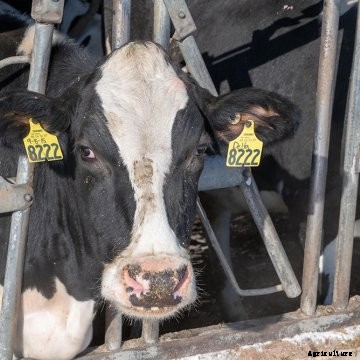A close up of a dairy cow