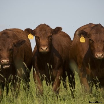 Three cattle in a field.