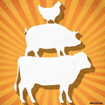 A chicken, pig, and cow