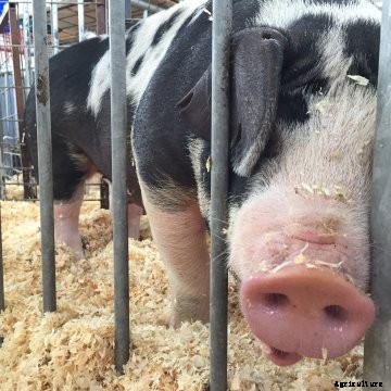 pig nose world pork expo