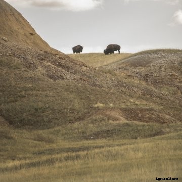 Bison are moved from pasture to pasture.