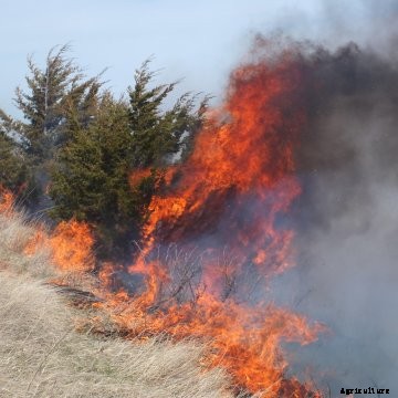 Controlled pasture fire
