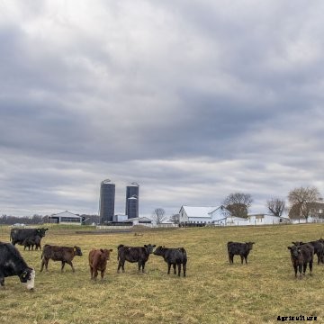 Cattle grazing in front of a farm.
