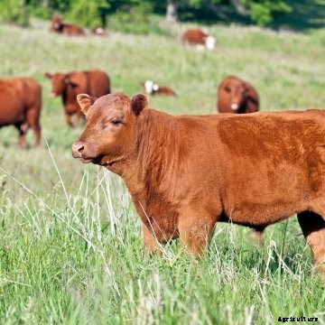 A red calf in a pasture.