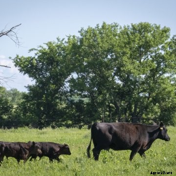 A cow with two calves.
