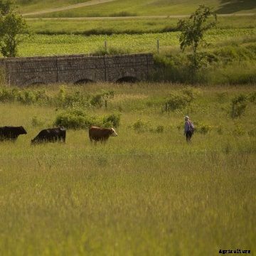 A farmer with his cattle in a pasture.