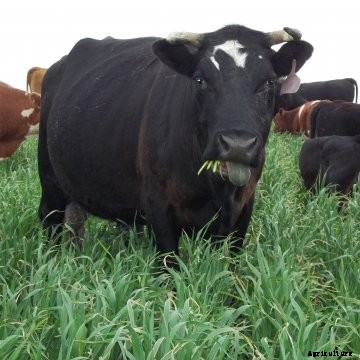 A cow grazing on grass.
