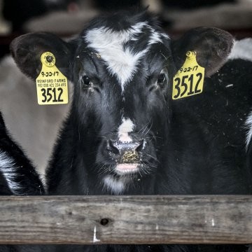 A dairy calf.