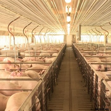 Pigs in a finishing barn.