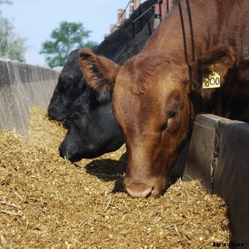 Cattle eating feed.