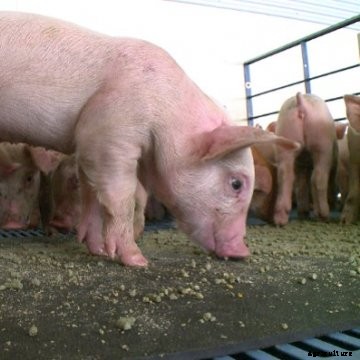 Nursery pigs in a barn.