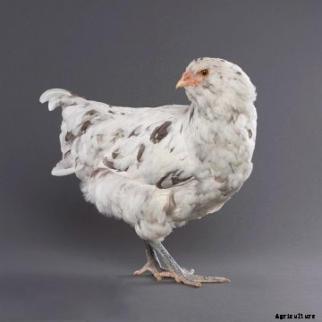 Ameraucana