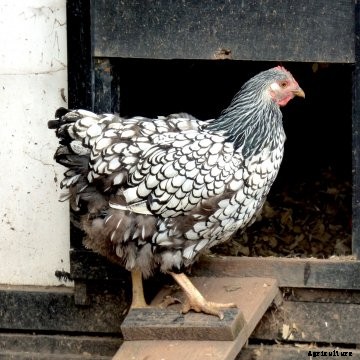 Silver Laced Wyandotte