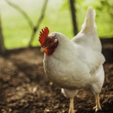White Leghorn