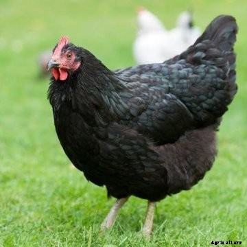 Black Australorp