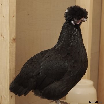 White Crested Black Polish