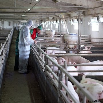 Two workers in a pig barn.
