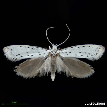 Apple Ermine Moth