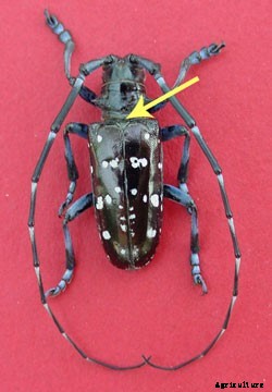 Asian Longhorned Beetle