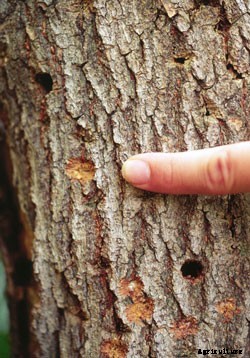 Asian Longhorned Beetle