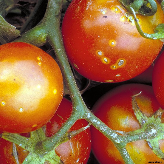 Bacterial Wilt and Canker of Tomato