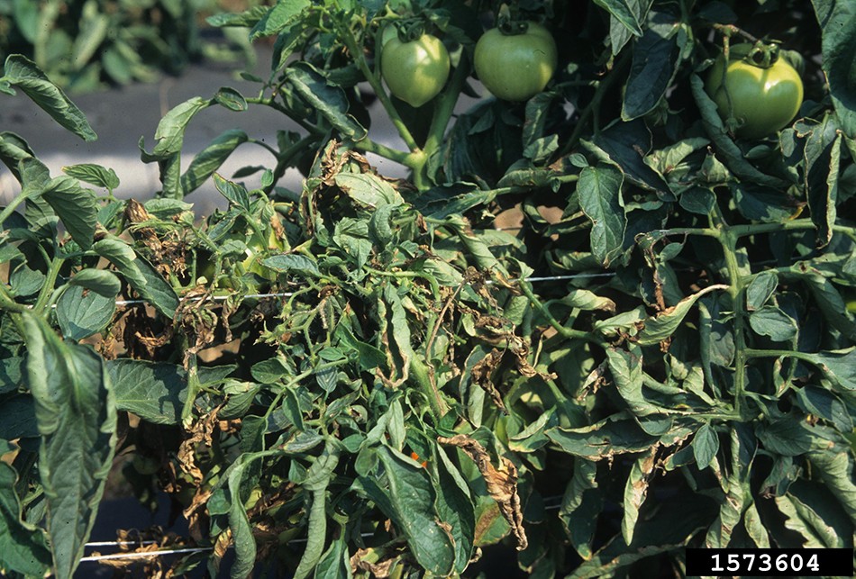 Bacterial Wilt and Canker of Tomato
