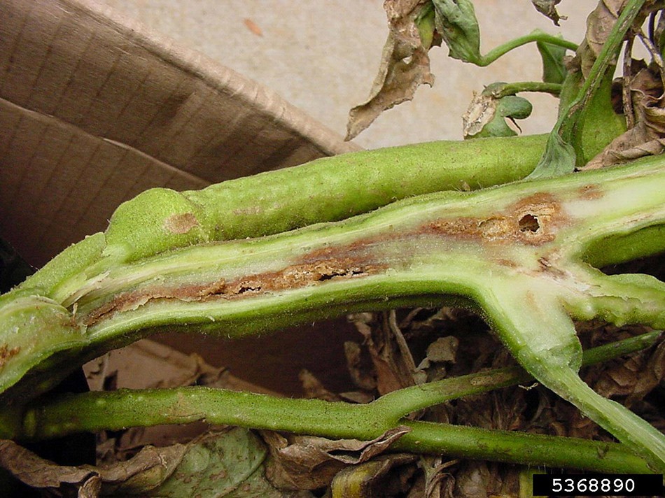 Bacterial Wilt and Canker of Tomato