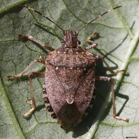 Brown Marmorated Stink Bug