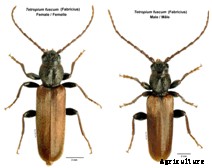 Brown Spruce Longhorned Beetle