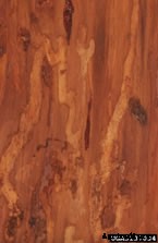 Brown Spruce Longhorned Beetle