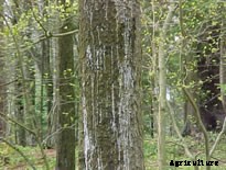 Brown Spruce Longhorned Beetle