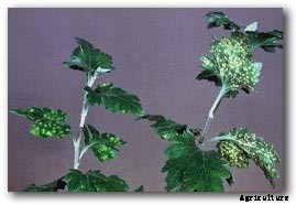 Chrysanthemum White Rust
