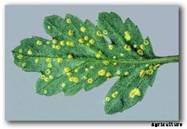 Chrysanthemum White Rust