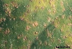 Chrysanthemum White Rust