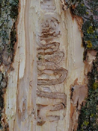 Emerald Ash Borer