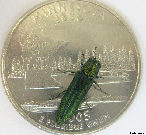 Emerald Ash Borer