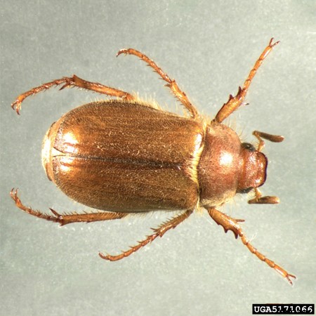 European Chafer