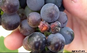 European Grapevine Moth