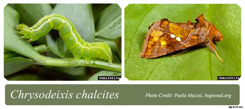 Golden Twin Spot Moth