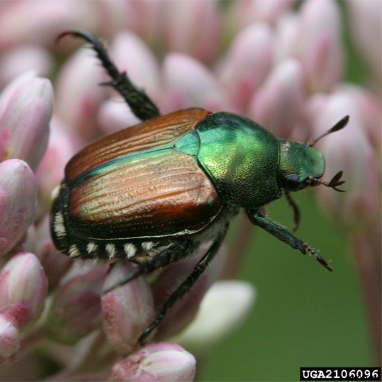 Japanese Beetle