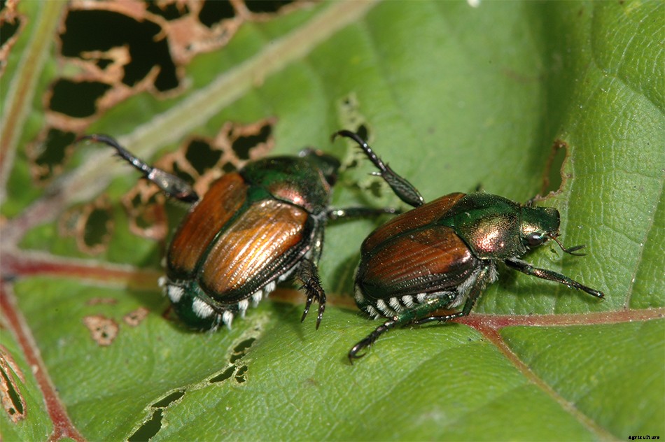 Japanese Beetle