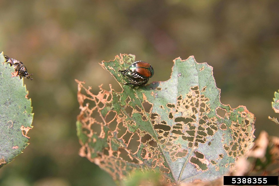 Japanese Beetle