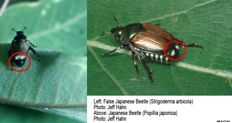 Japanese Beetle